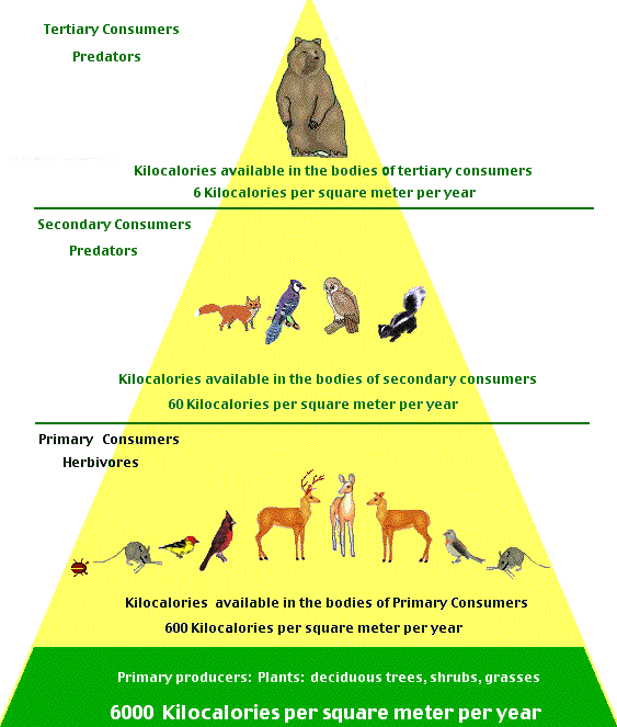 food chain examples. food chain examples. key_ket