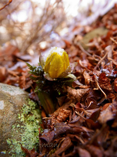 Adonis multiflola