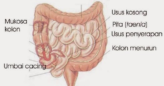 Sebutkan Fungsi Usus  Besar pada Sistem Pencernaan Manusia 