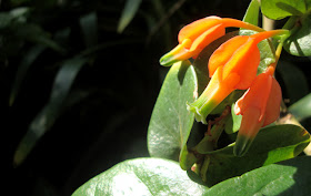 Orange at the Atlanta Botanical Garden