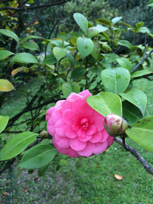 camellia sinensis