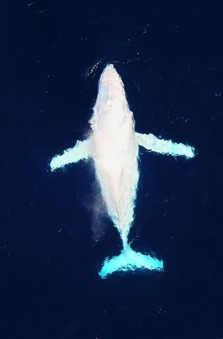 Humpback Whale | A-Z List of 125 Rare Albino Animals [Pics]