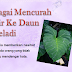 Bagai Mencurah Air Ke Daun Keladi Maksud