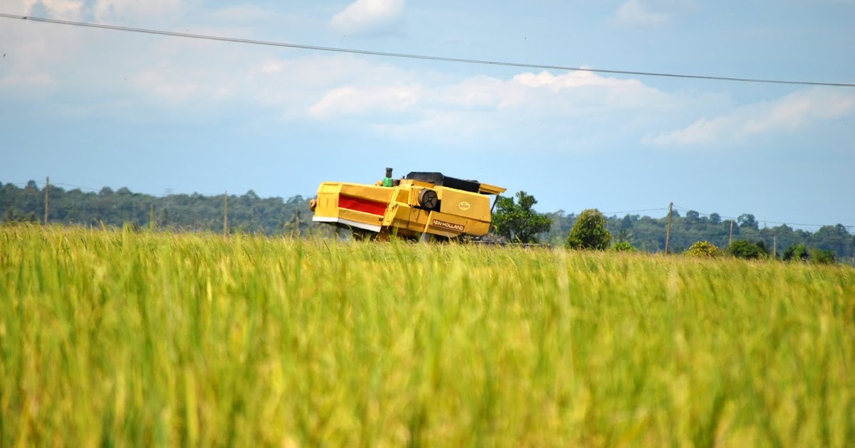 Gambar Sawah Padi Menguning CIKLAILI Gambar Sawah Padi Menguning CIKLAILI