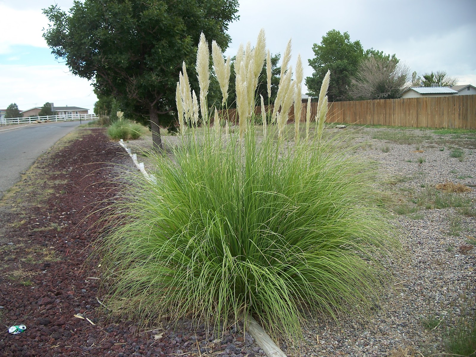 Pampas Grass