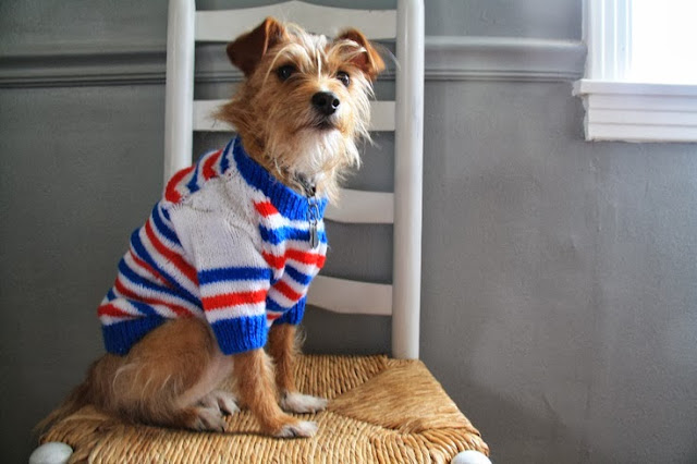 DIY dog sweater