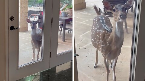 Sassy Rescued Deer Demands Attention From Owner