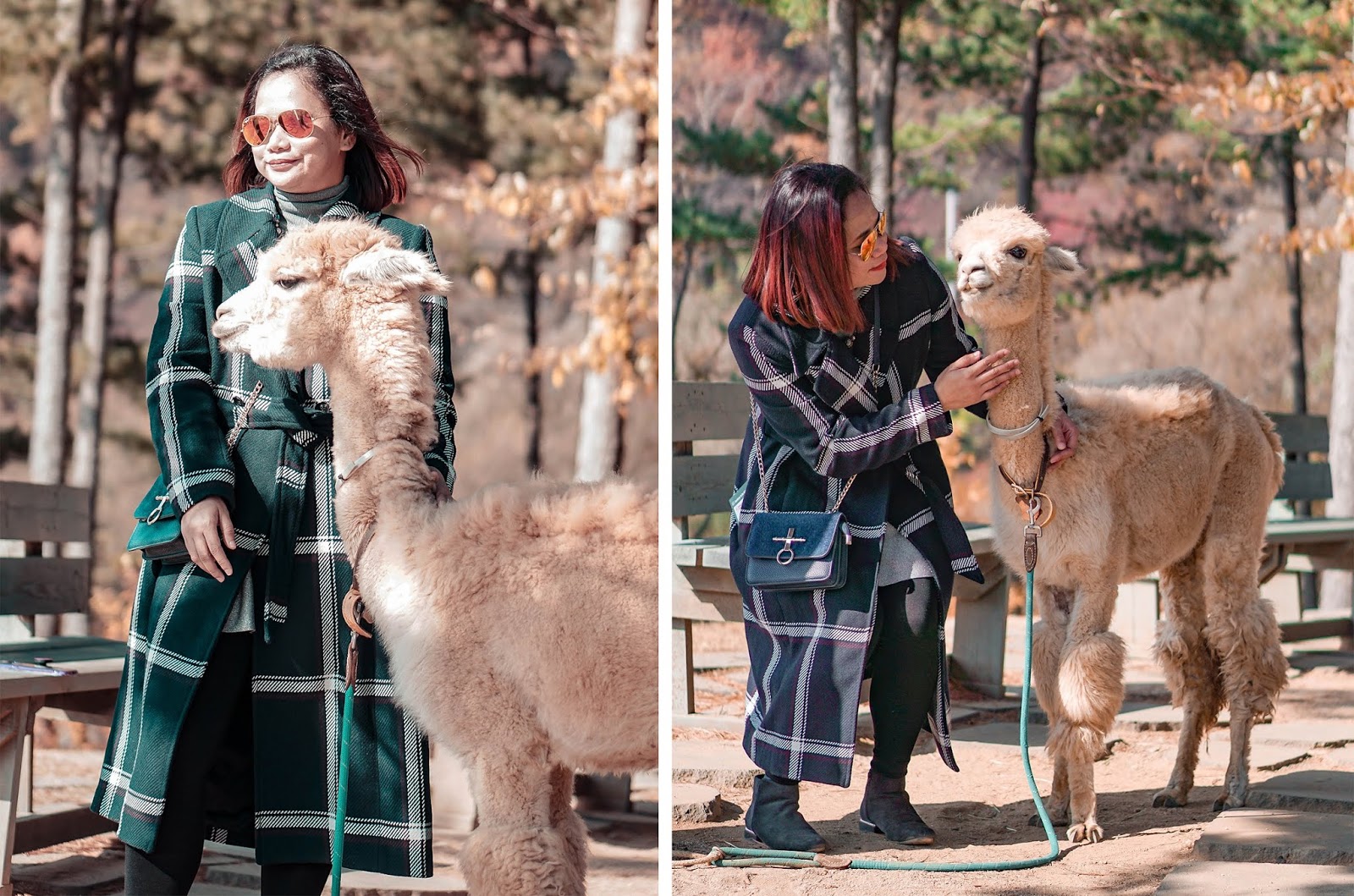 South Korea, AutumnInKorea, TrazyMemories, Alpaca World, Gangwon, what to do in South Korea, Seoul, Asia, abroad, thedailyposhtravels, the daily posh,alpaca farm in Gangwon, Alpaca Farm