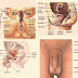 Human Genitals Men and Women