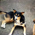Σύλλογος Φίλων Ζώων Αριδαίας "Η Ελπίδα" - Χάθηκε σκύλος 