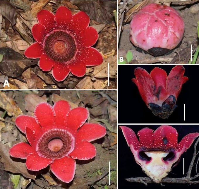 [Botany • 2019] Sapria myanmarensis • A New Species and A Newly Recorded Taxon of the Genus Sapria (Rafflesiaceae) [Contributions to the Flora of Myanmar IV]