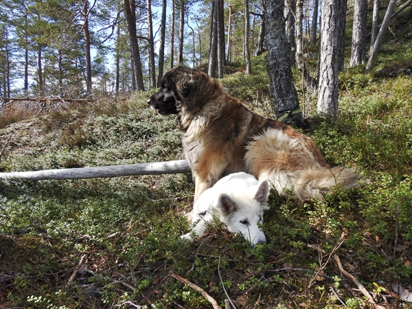 leonberger hvit gjeterhund