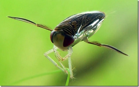 lesser-water-boatman-corixa-punctata-wikipedia