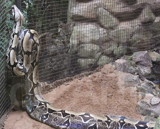 8 curiosidades que você não sabia sobre as cobras