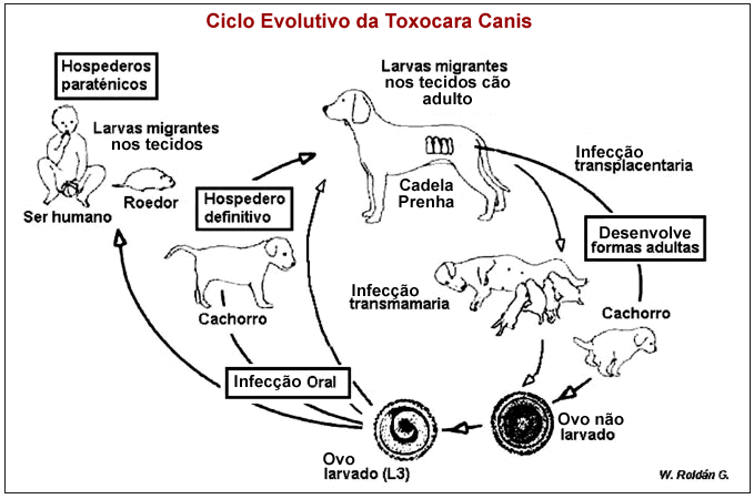 Popularmente conhecida como Lumbriga