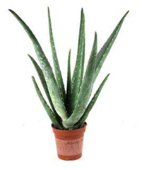 Aloe