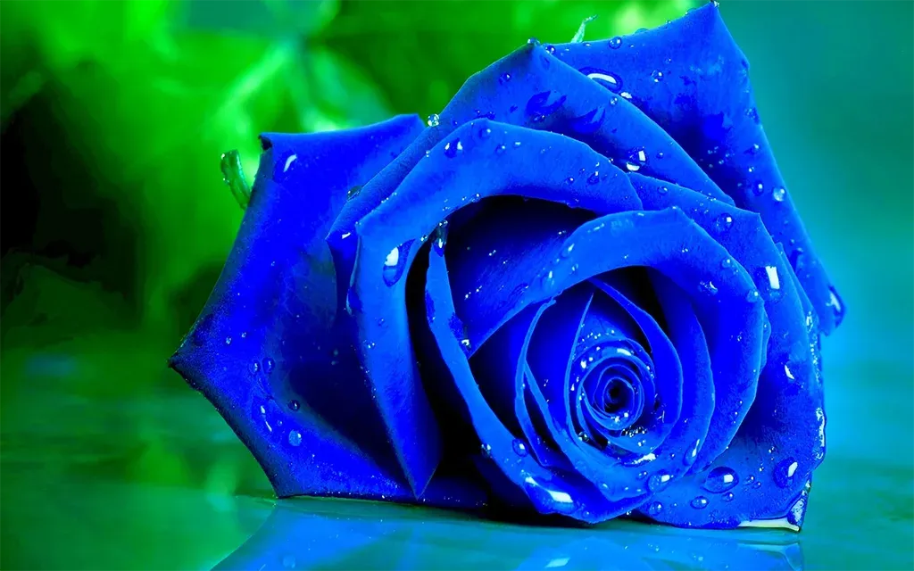 Picture of blue rose flower - Picture of blue rose flower - Rose flower picture download - Different color rose flower picture download - rose flower - NeotericIT.com