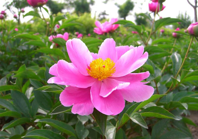 Peony Flowers Pictures