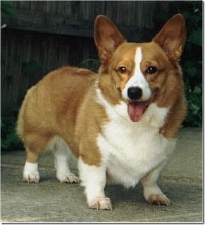 corgi