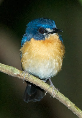 Mangrove Blue Flycatcher (Cyornis rufigastra)