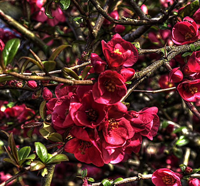 Quince Bush