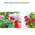 What Bugs Attack Geraniums