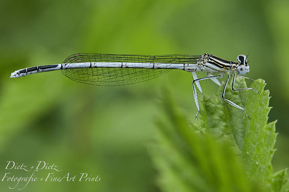 Blaue Federlibelle (Platycnemis pennipes)