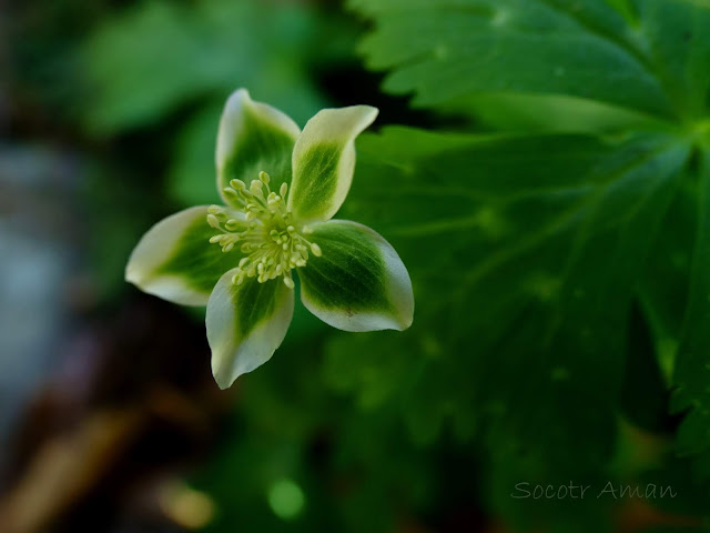 Anemone flaccida