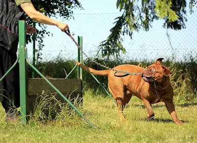 How to Train a Big Dog
