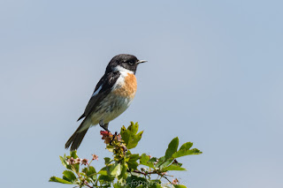 Wildlife Naturfotografie Nikon Schwarzkehlchen