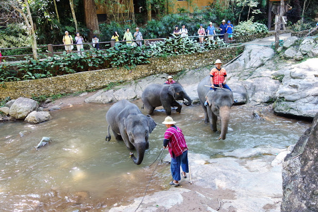 chiang mai elephant show,maesa elephant camp,mae sa elephant camp, tour agency in chiang mai