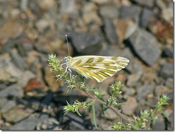 Becker's White 2