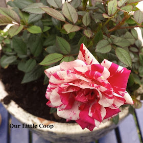 red and white Potted tea rose 