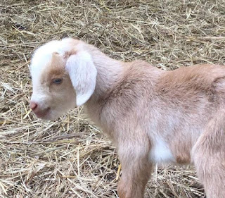 goats on the homestead, new baby goat, new goat, pygmy goats, Saanen goats, springtime births