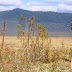 Serikali kupambana na mimea vamizi Ngorongoro