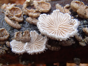 grzyby 2016, grzyby w listopadzie, grzyby nadrzewne, grzyby w okolicy Krakowa, rozszczepka pospolita Schizophyllum commune, Panellus stipticus łycznik ochrowy, próchnilec gałęzisty Xylaria hypoxylon, wrośniak różnobarwny Trametes versicolor, łycznik późny Panellus serotinus,  opieńka ciemna Armillaria ostoyae, trzęsak pomarańczowy Tremella aurantia, trzęsak mózgowaty Tremella encephala,  