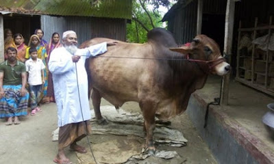 ২২ লাখ টাকার ষাঁড় দেখতে তারা মিয়ার বাড়িতে প্রচণ্ড ভিড় by মোহাম্মদ হাসান ফয়জী