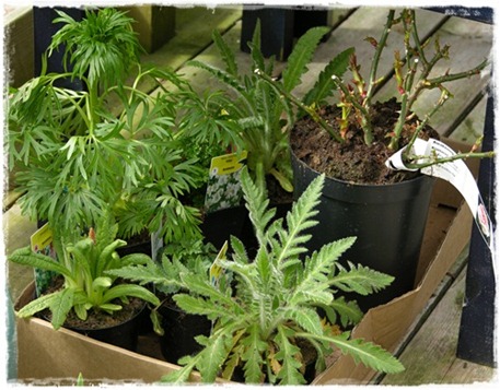 plantor