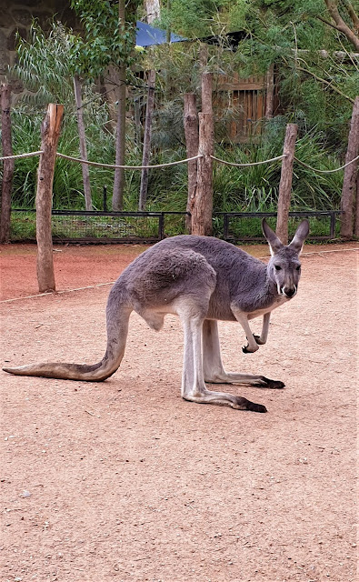 kangaroo