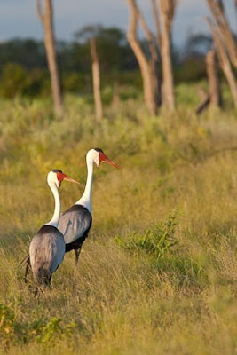 c4 images and safaris, greg du toit, isak pretorius, okavango delta, safari, wildlife