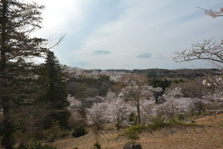 西山公園の桜