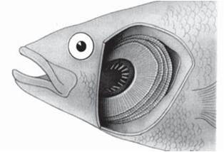  Sistem  Pernafasan Ikan  PSYCHOLOGYMANIA