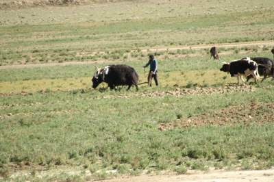 Second Image of an two Tibetan men ploughing a field. One has a team of two yaks, one has a team of two oxen.  Their plough is merely a vertical shaft of word that they wrestle through the grounds to keep a straight furrow as their animals pull.