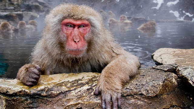 Baboon Hot Tube