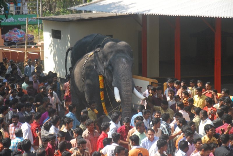 Varavelpu