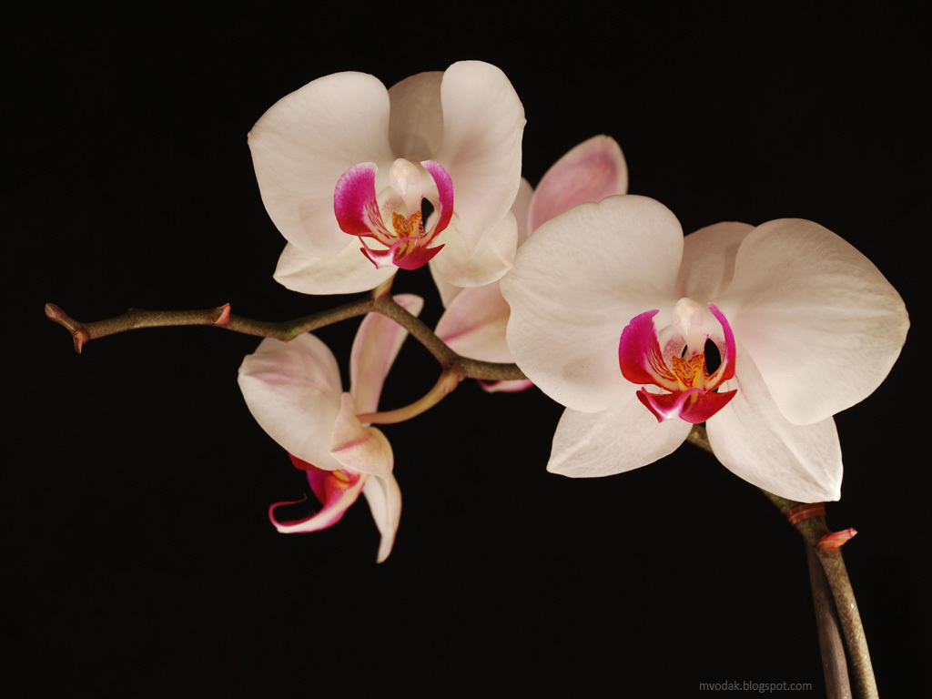 Orchid Wallpaper