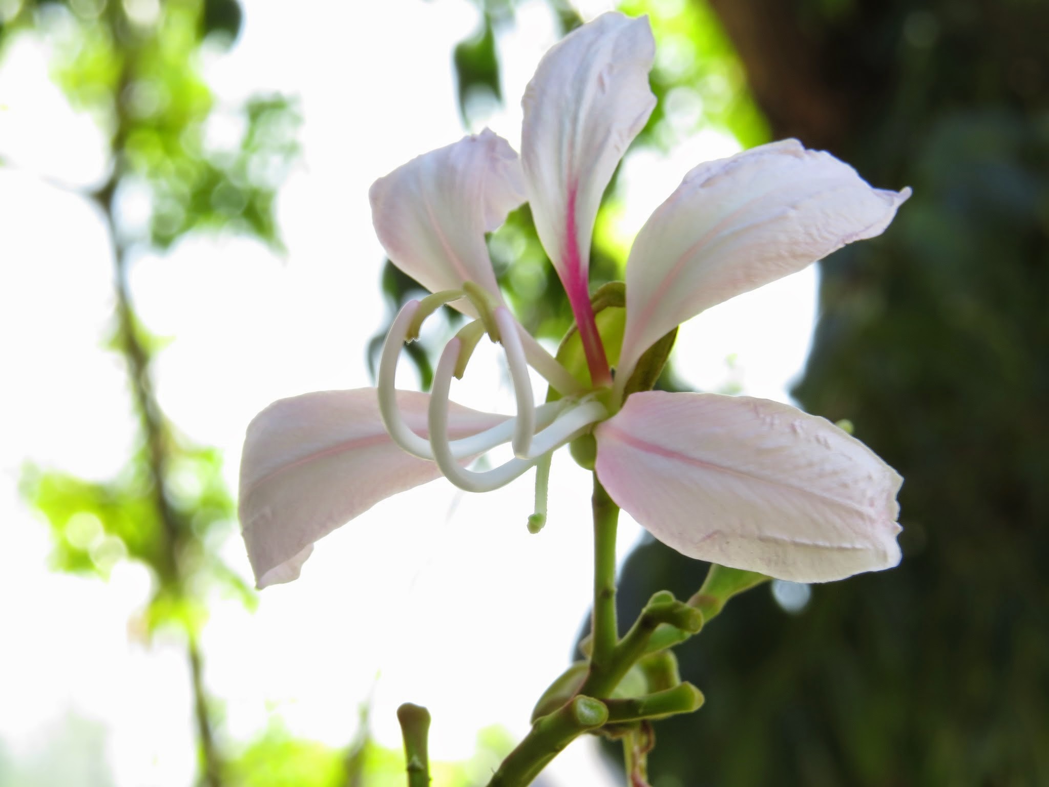 Bunga Putih di Taman Musafir