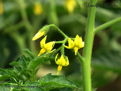 Tomato Solanum lycopersicum