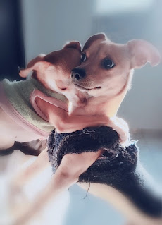 Perro Chihuahueño