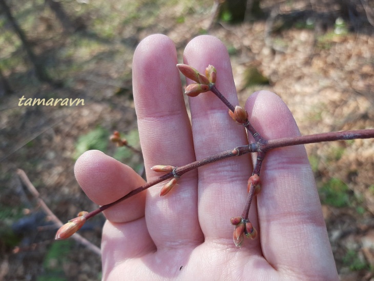 Клён бородатый / Клён бородчатонервный (Acer barbinerve)